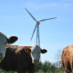 Le Danemark veut introduire une taxe carbone sur le bétail