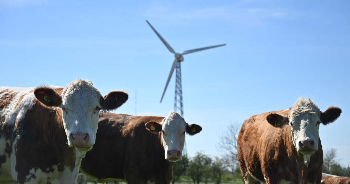 Le Danemark veut introduire une taxe carbone sur le bétail