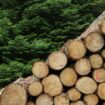 Plus harmonieux et moins polluant : comment la construction prend le virage du bois