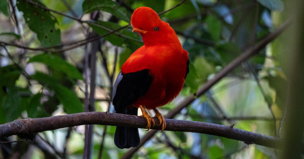 A Bird-watchers Paradise, Opened Up by Colombia’s Peace Deal