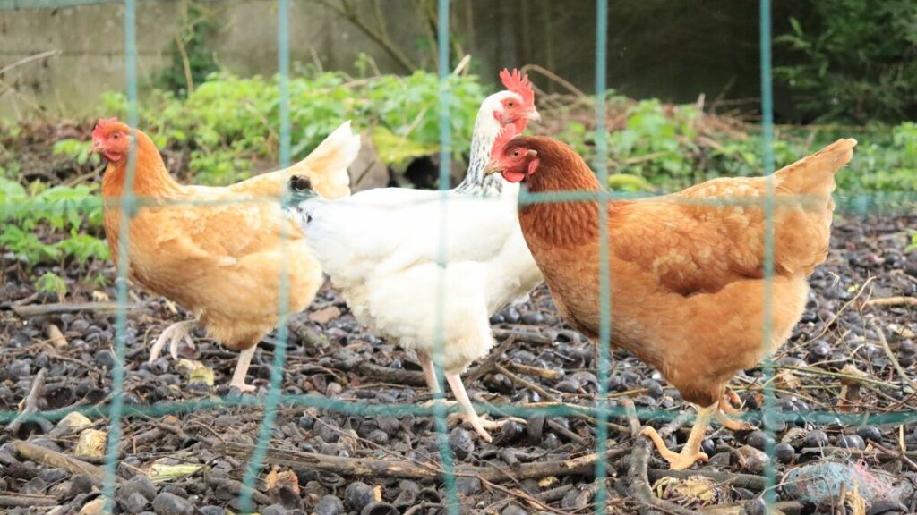 Alerte aux œufs de poules contaminés dans le sud de l’Oise : « On est largement sur une exposition à risque »