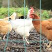 Alerte aux œufs de poules contaminés dans le sud de l’Oise : « On est largement sur une exposition à risque »