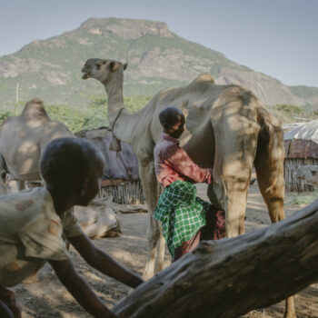 Au Kenya, sous l’effet du réchauffement climatique, les chamelles remplacent les vaches