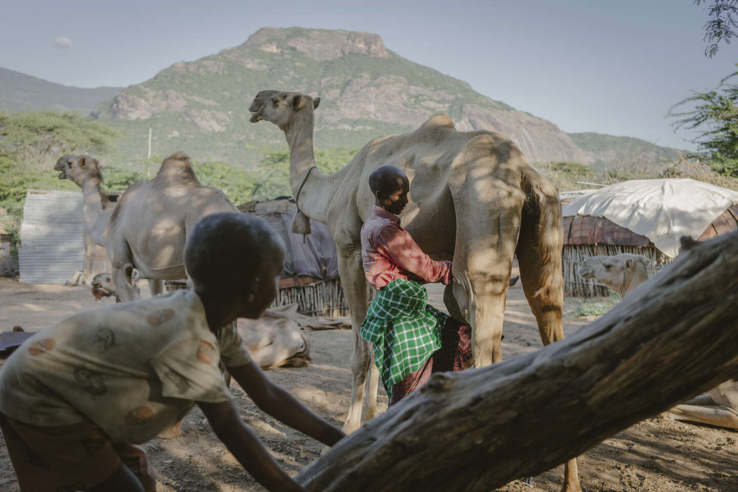 Au Kenya, sous l’effet du réchauffement climatique, les chamelles remplacent les vaches
