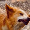 Beeindruckende Aufnahmen: Hund schüttelt sich Wasser aus dem Fell – die effektive Technik der Vierbeiner in Super-Zeitlupe