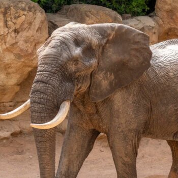 Bioparc Valencia incorpora a la manada de elefantes a Tooth, un macho de 31 años