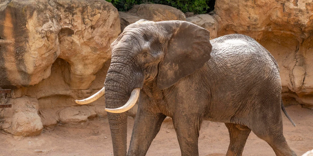 Bioparc Valencia incorpora a la manada de elefantes a Tooth, un macho de 31 años