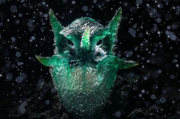 Bizarre photo captures weird, scowling parasitic plant - that looks just like an owl