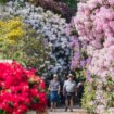 Britain forecast hay fever misery for Brits as 'very high' pollen bomb drops