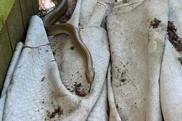 Brits stunned after spotting rare 'feral 4ft snake' lurking by canal