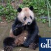 China says farewell to two giant pandas traveling to San Diego zoo