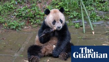 China says farewell to two giant pandas traveling to San Diego zoo