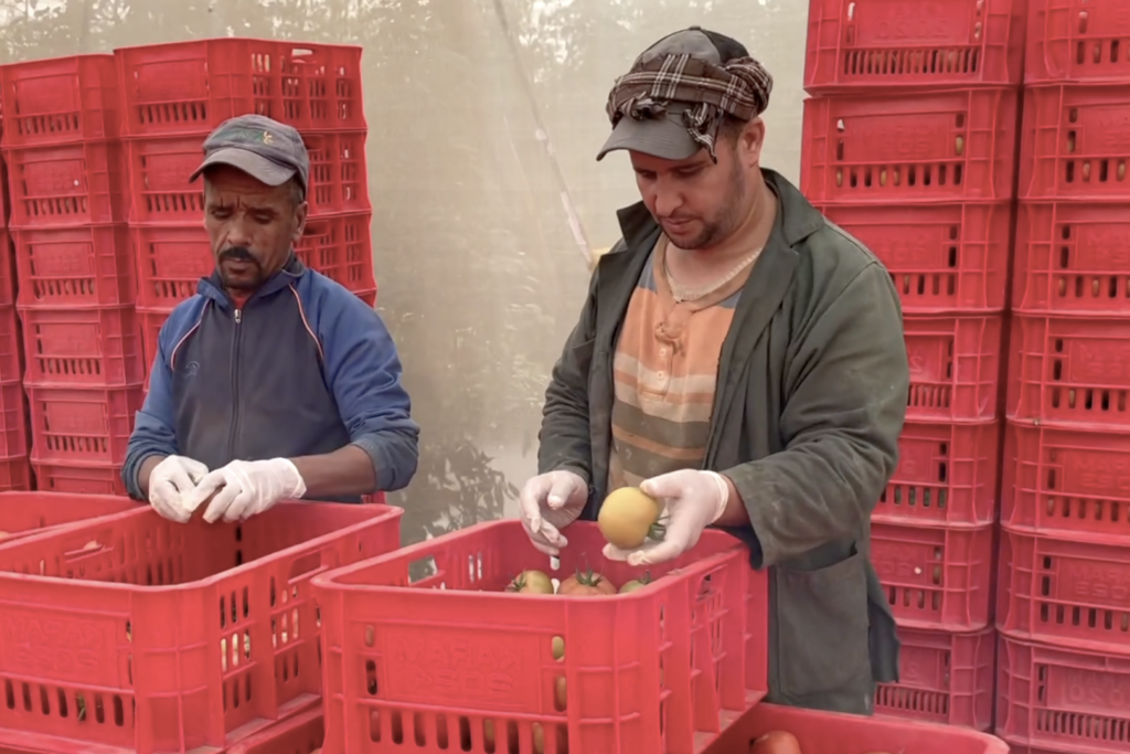 Comment le Maroc exporte, via ses tomates, l’eau dont il va bientôt manquer : reportage vidéo sur un désastre écologique