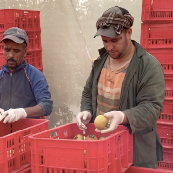 Comment le Maroc exporte, via ses tomates, l’eau dont il va bientôt manquer : reportage vidéo sur un désastre écologique