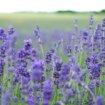 El festival de la lavanda que se celebra hoy cerca de Madrid: dónde es, horario y programa de actividades