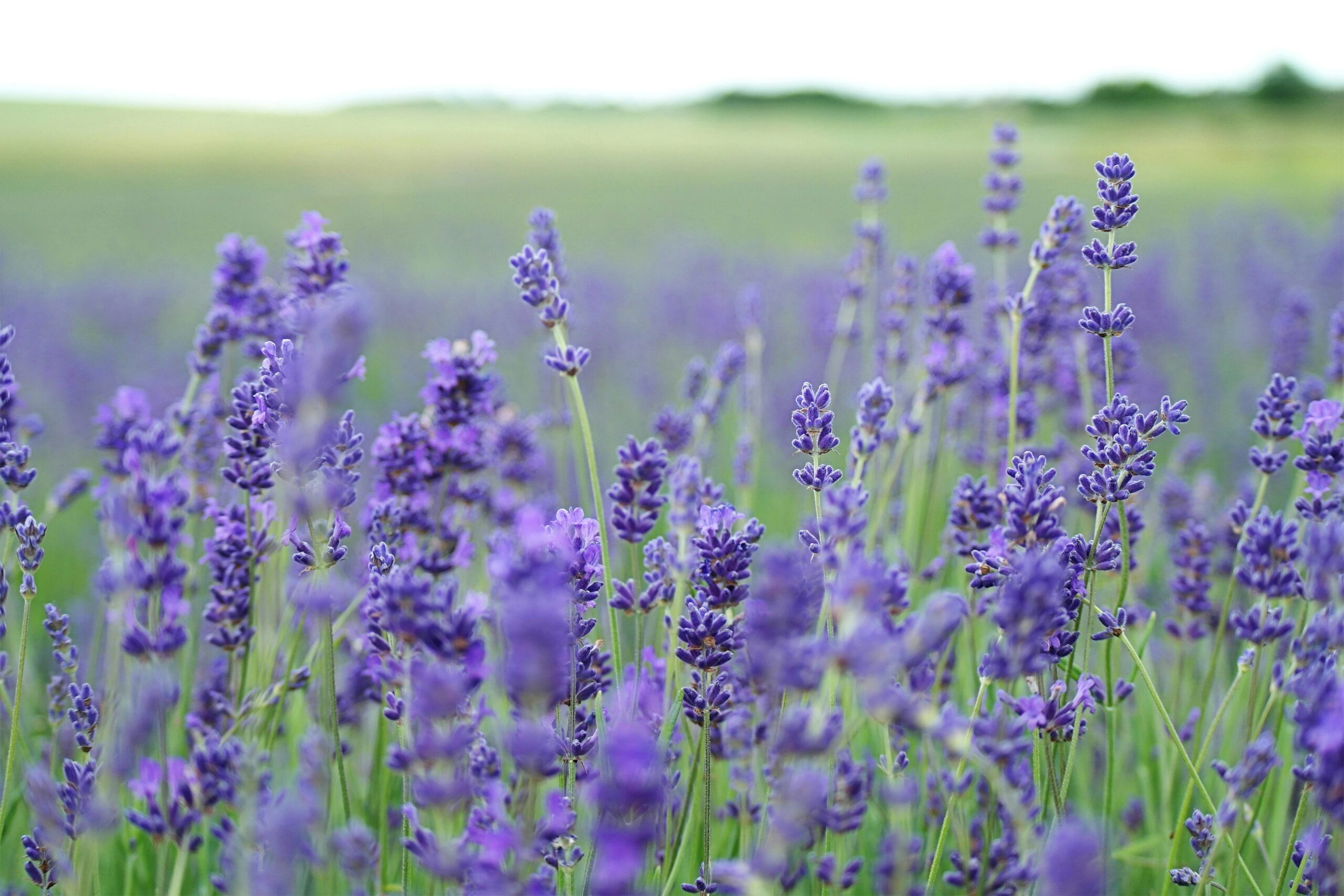 El festival de la lavanda que se celebra hoy cerca de Madrid: dónde es, horario y programa de actividades