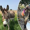 Elderly donkey called Perry who inspired Eddie Murphy's character in Shrek is awarded $10,000 government grant to help pay for his care