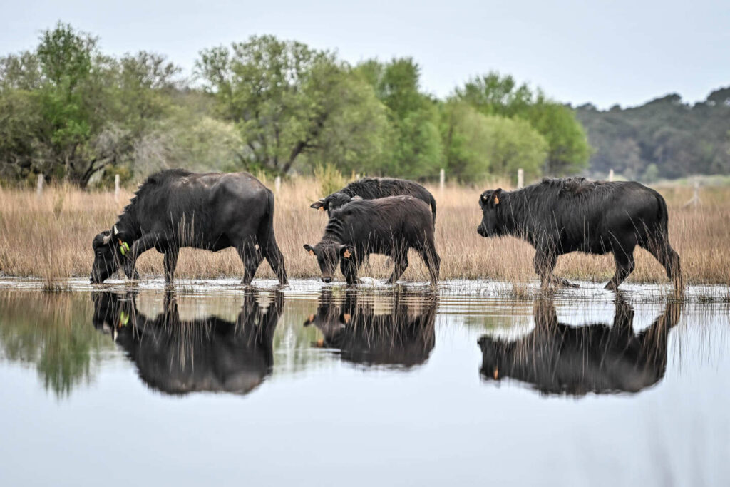 En Gironde, buffles, vaches et bousiers ont été réintroduits pour entretenir naturellement un écosystème