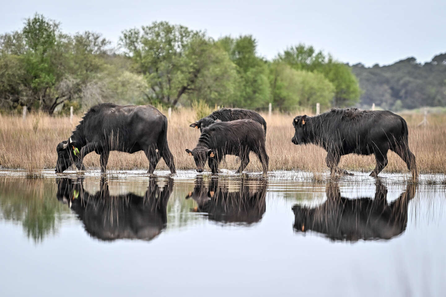 En Gironde, buffles, vaches et bousiers ont été réintroduits pour entretenir naturellement un écosystème