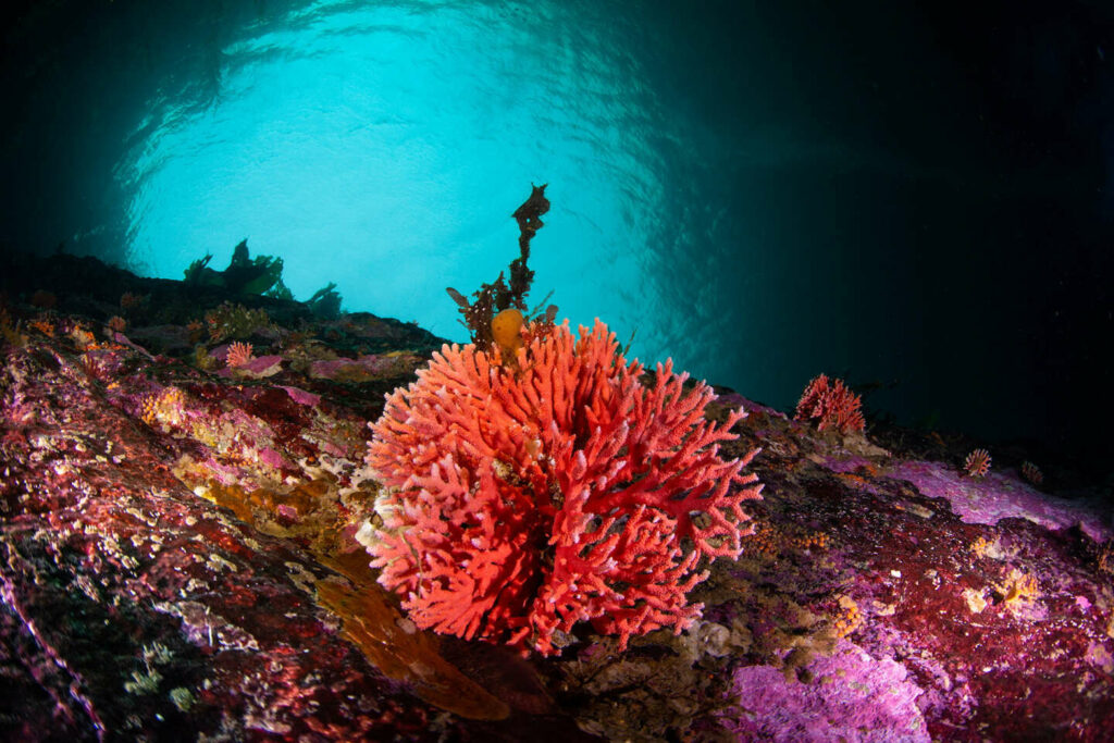 En Malaisie, plus de la moitié du récif corallien touché par un épisode de blanchiment à cause du réchauffement climatique