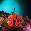 En Malaisie, plus de la moitié du récif corallien touché par un épisode de blanchiment à cause du réchauffement climatique