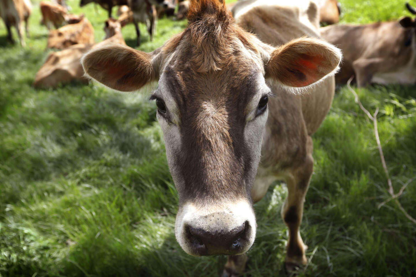 En Nouvelle-Zélande, le plan de taxation des rots et pets du bétail abandonné par le gouvernement