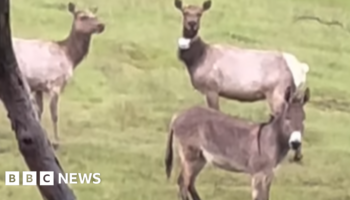 Escaped pet donkey found 'living best life' with elk