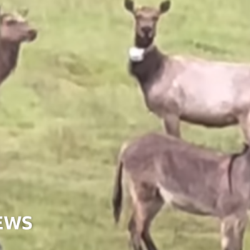 Escaped pet donkey found 'living best life' with elk