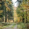 Forêts luxembourgeoises: Les dégâts montrent clairement une surpopulation de gibier