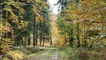 Forêts luxembourgeoises: Les dégâts montrent clairement une surpopulation de gibier