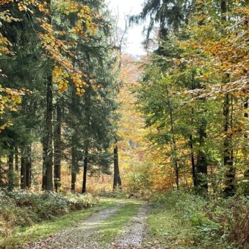 Forêts luxembourgeoises: Les dégâts montrent clairement une surpopulation de gibier