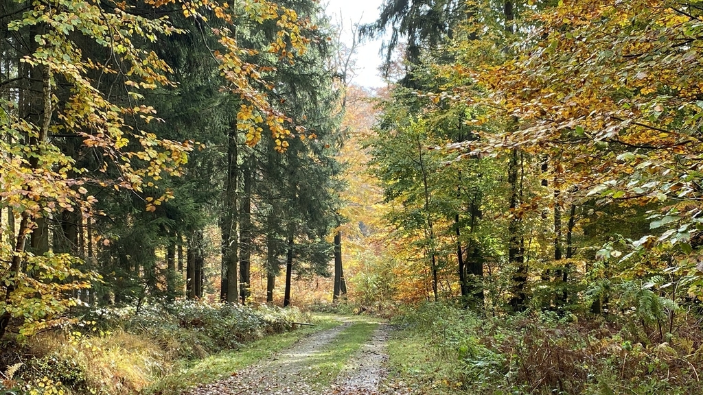 Forêts luxembourgeoises: Les dégâts montrent clairement une surpopulation de gibier