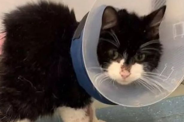 Horror as pet cat found 'crying in distress' at car wash covered in sickening burns