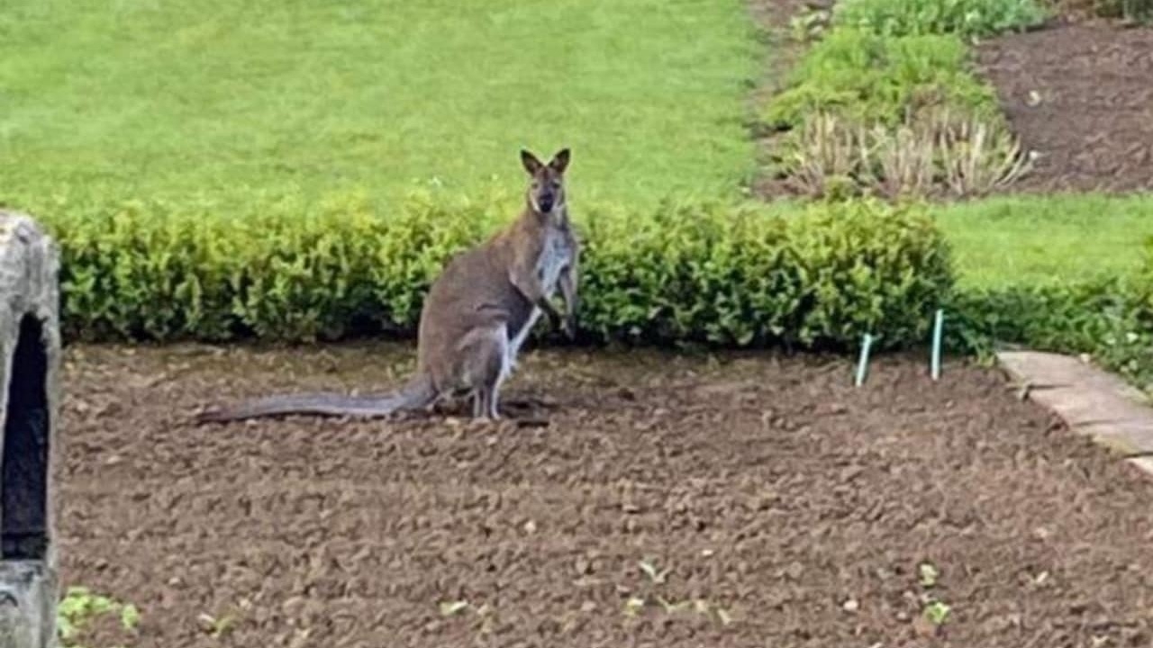 Il a été vu à Consdorf: Un kangourou s'est échappé dans l'est du Luxembourg