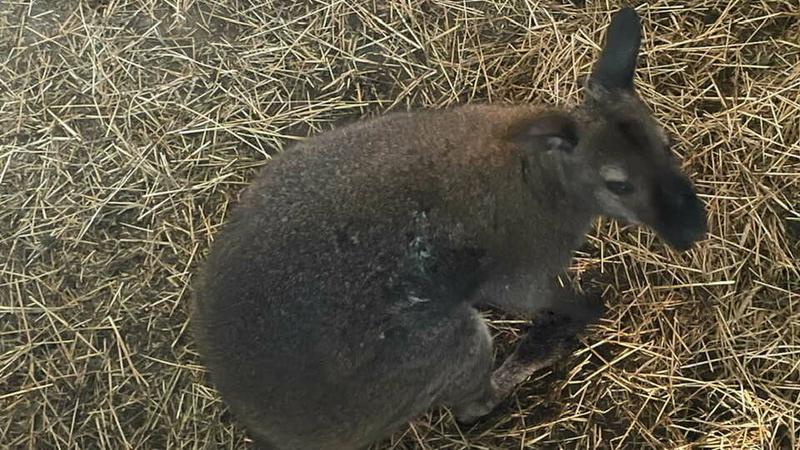 "Il va bien!": Sammy le wallaby est bien rentré chez lui