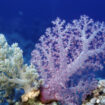 Les coraux sont des bêtes sexuelles