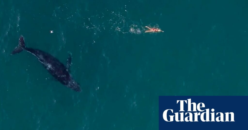 Low-flying drones could disrupt whale migration off Australia’s east coast, experts warn