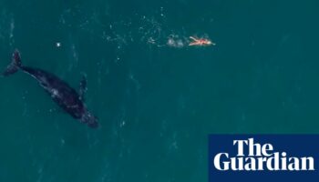 Low-flying drones could disrupt whale migration off Australia’s east coast, experts warn