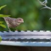 Vogeltränke für Balkon und Terrasse: Hausfink sitzt auf dem Rand einer Tränke