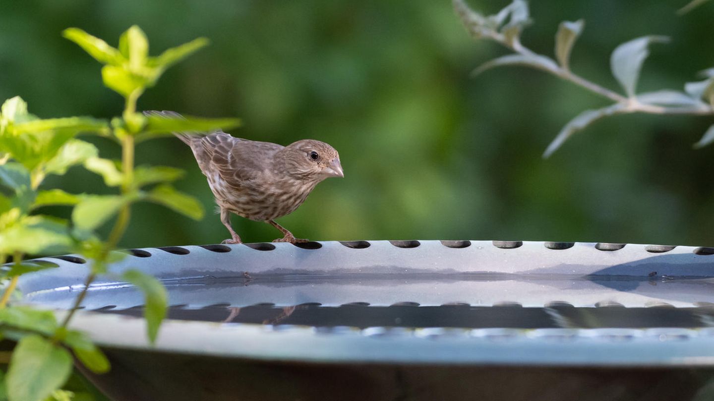 Vogeltränke für Balkon und Terrasse: Hausfink sitzt auf dem Rand einer Tränke