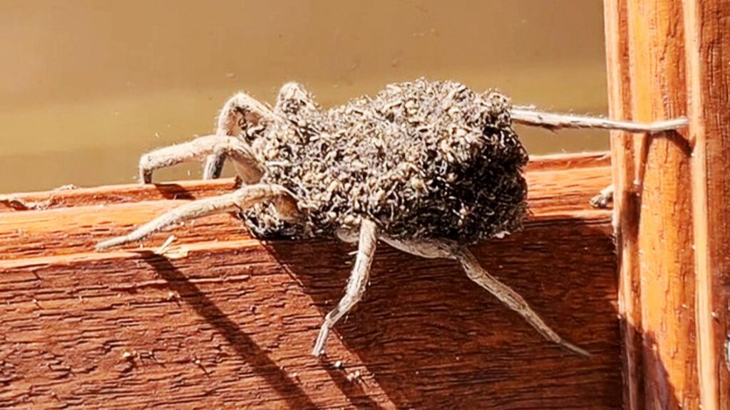 Nichts für schwache Nerven: Wolfsspinne sitzt auf Küchenfenster: Hunderte Babyspinnen krabbeln auf ihr