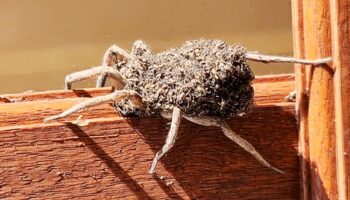 Nichts für schwache Nerven: Wolfsspinne sitzt auf Küchenfenster: Hunderte Babyspinnen krabbeln auf ihr