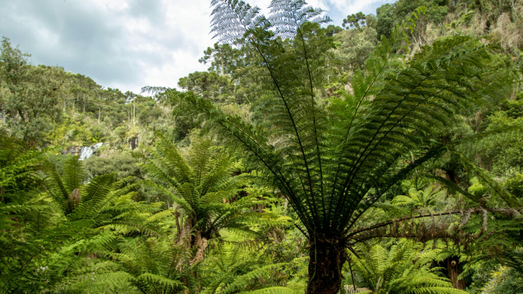 On commence tout juste à comprendre le cycle de l'eau de la forêt amazonienne