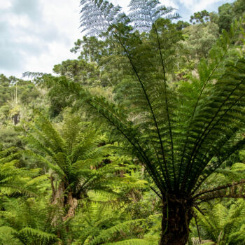 On commence tout juste à comprendre le cycle de l'eau de la forêt amazonienne