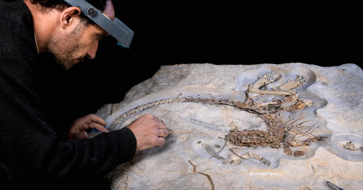 Profession: découvreur de dinosaures inconnus en haute Provence