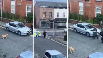 Salford XL Bully attack footage shows dog chased by armed cops before it's shot dead