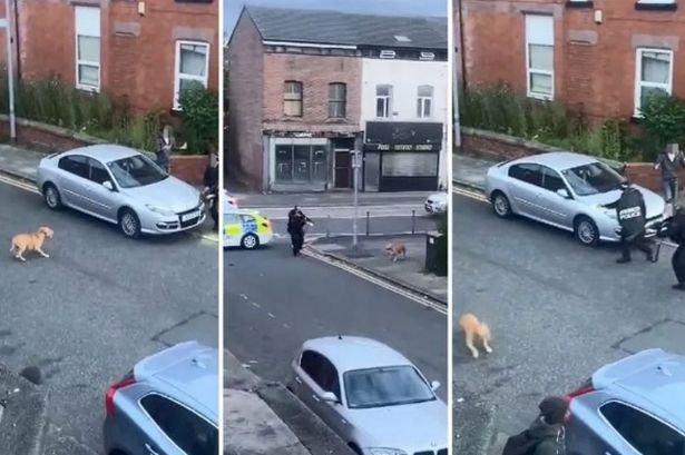 Salford XL Bully attack footage shows dog chased by armed cops before it's shot dead