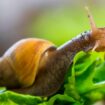 Schonend bekämpfen: Schnecken-Plage in Deutschland: Wie man die Eindringlinge wieder loswird