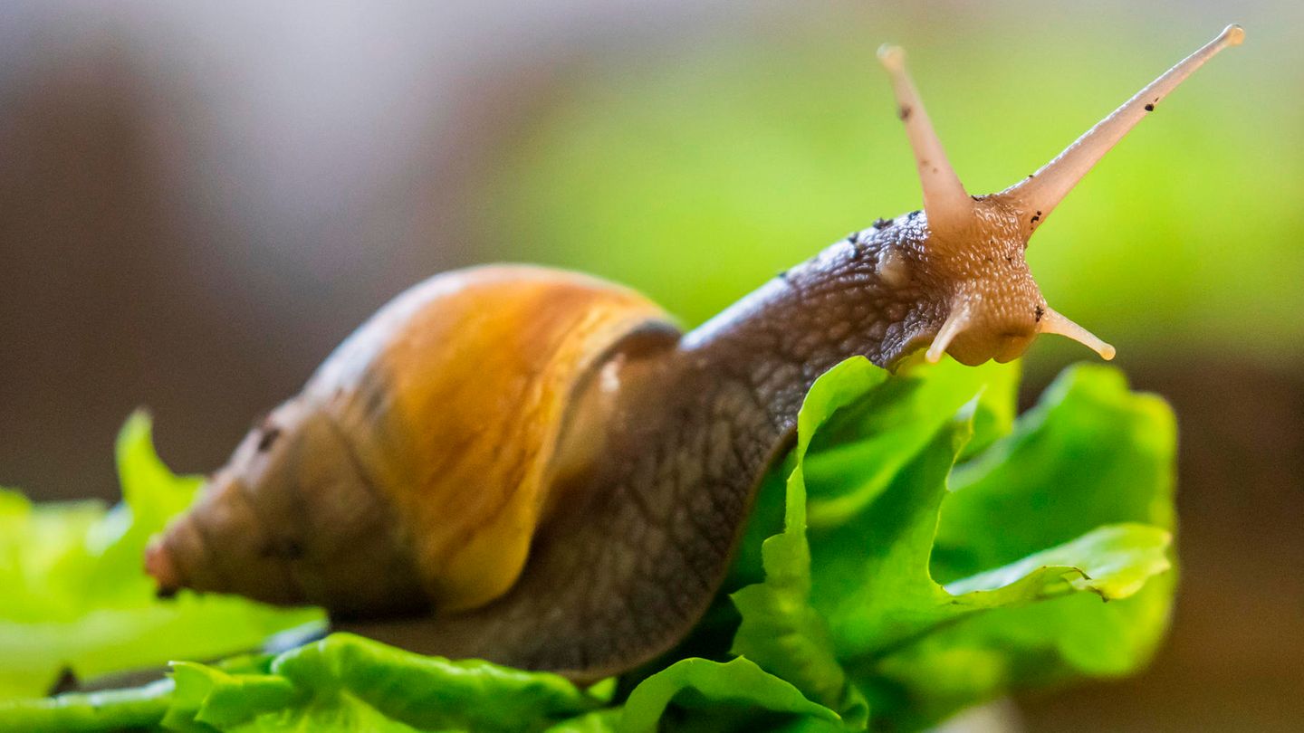 Schonend bekämpfen: Schnecken-Plage in Deutschland: Wie man die Eindringlinge wieder loswird