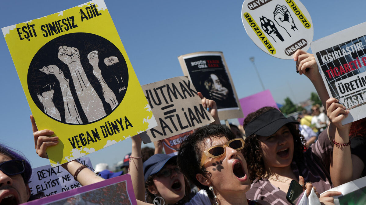 Turquie : à Istanbul, des milliers de manifestants contre un projet de « massacre » de chiens errants